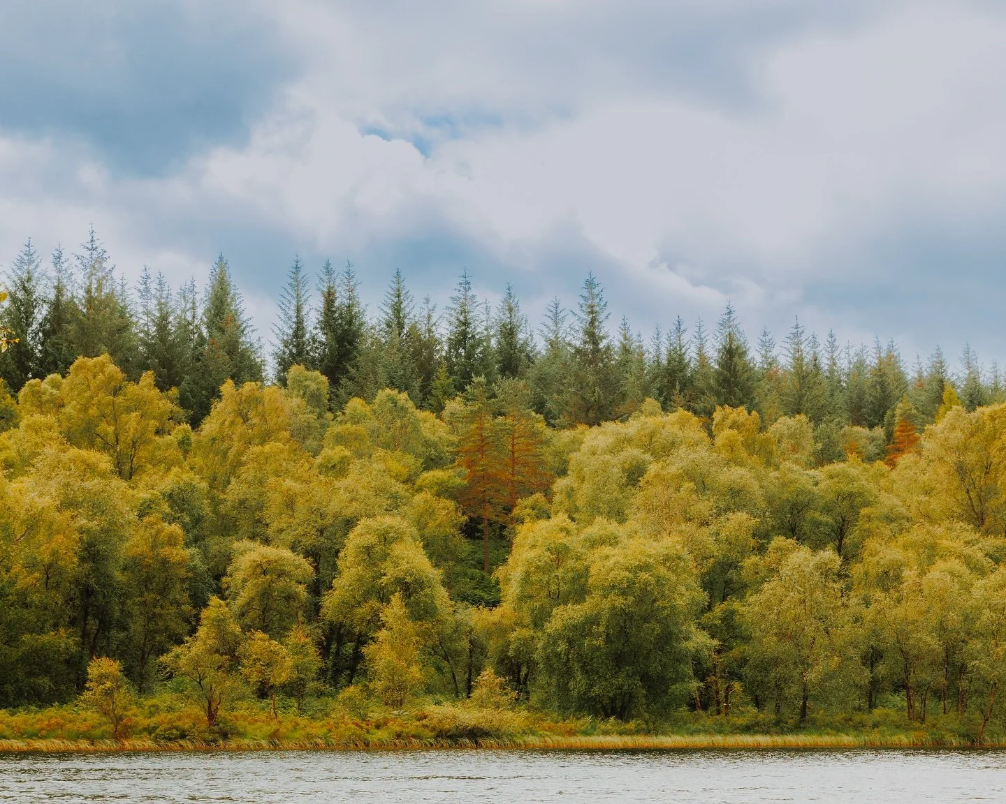 Looking for textures and light that spark new edits.🎨🖼️🌳

&bull;
#QueenElizabethForestPark #forestwalks #scotlandforests #naturecaptures #hikingadventures #forestmagic #naturephotoshoot #paintingwithlight #photoartistry #creativephotography #fores