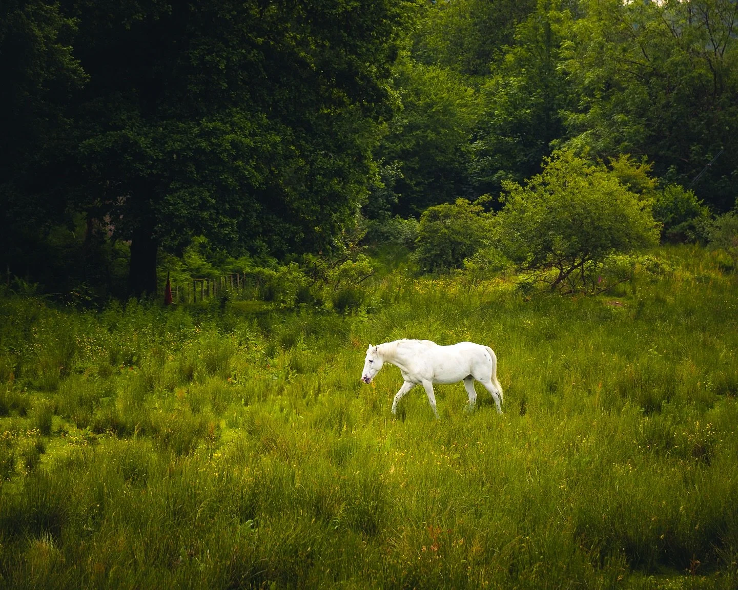 Portrait session with a local. 🐴📸🌲

.

#abefroyle #abefroylephotography #scotlandexplored #whitehorse #horselovers #equinephotography #wildlifephotography #nature_perfection #naturemoments #scottishhighlands #ukexplorer #hikingadventures #visit_sc