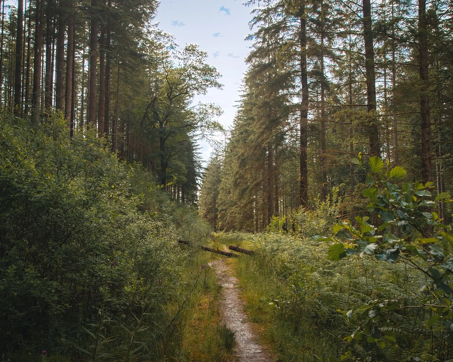 Loved slowing down with my camera to capture the details and atmosphere of the trail.🌲🌲📸

#LochArd #ScotlandForests #ForestPhotography #WoodlandWalk #NatureExplorers #HiddenScotland #ScottishHikes #WalkScotland #MistyForests #NatureVibes #LensOnNa