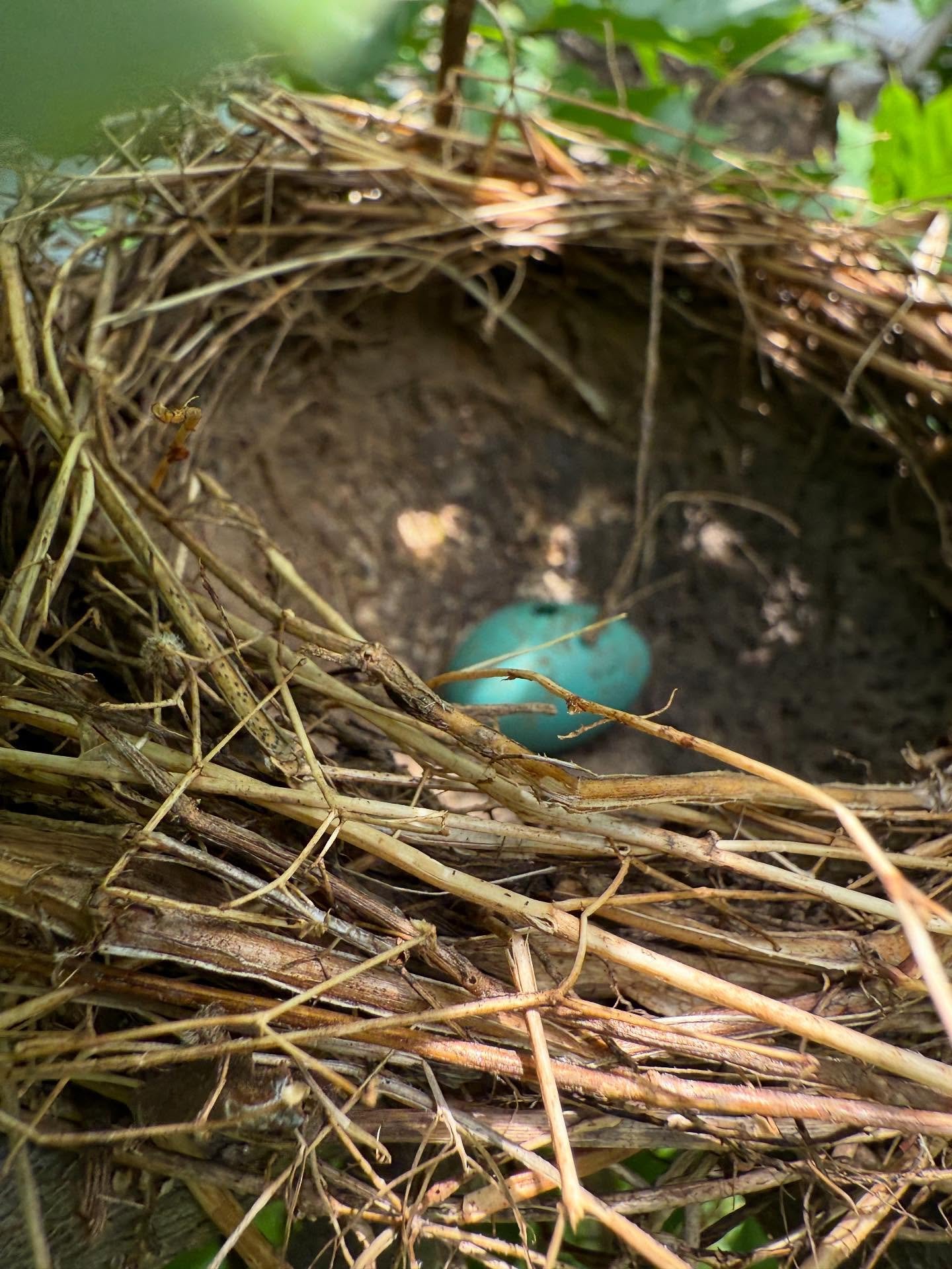 Before trimming the wisteria, I lifted my phone to see if anyone was home. Just ordered mama robin a birdbath to keep cool while she focuses on her only.