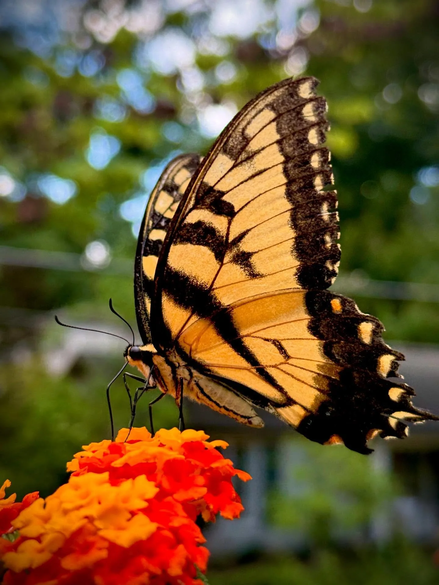 The lantana has come alive with butterflies!