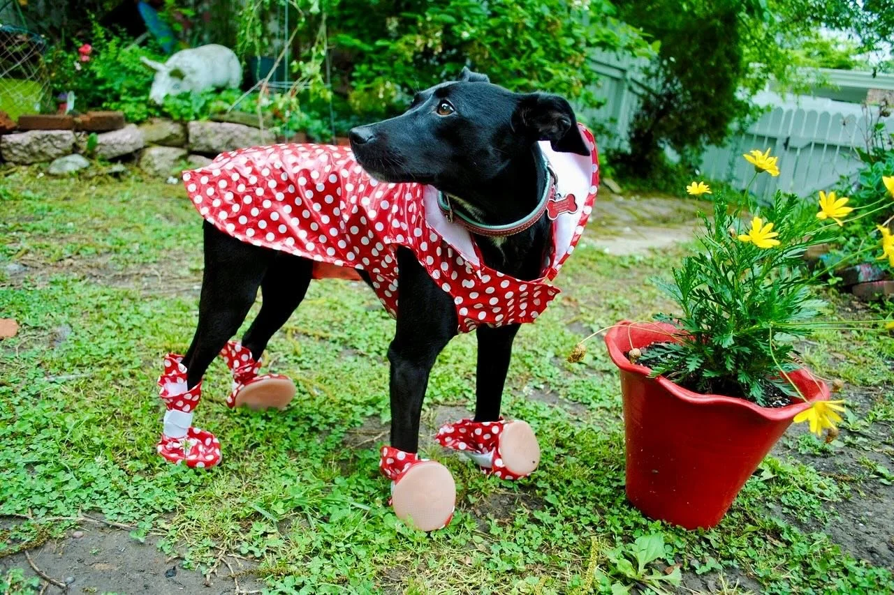 Here&rsquo;s baby Lurleen Modeling her first (and last) raincoat. Sadly, she never got the hang of those awesome booties. Happy #nationaldogday ❤️