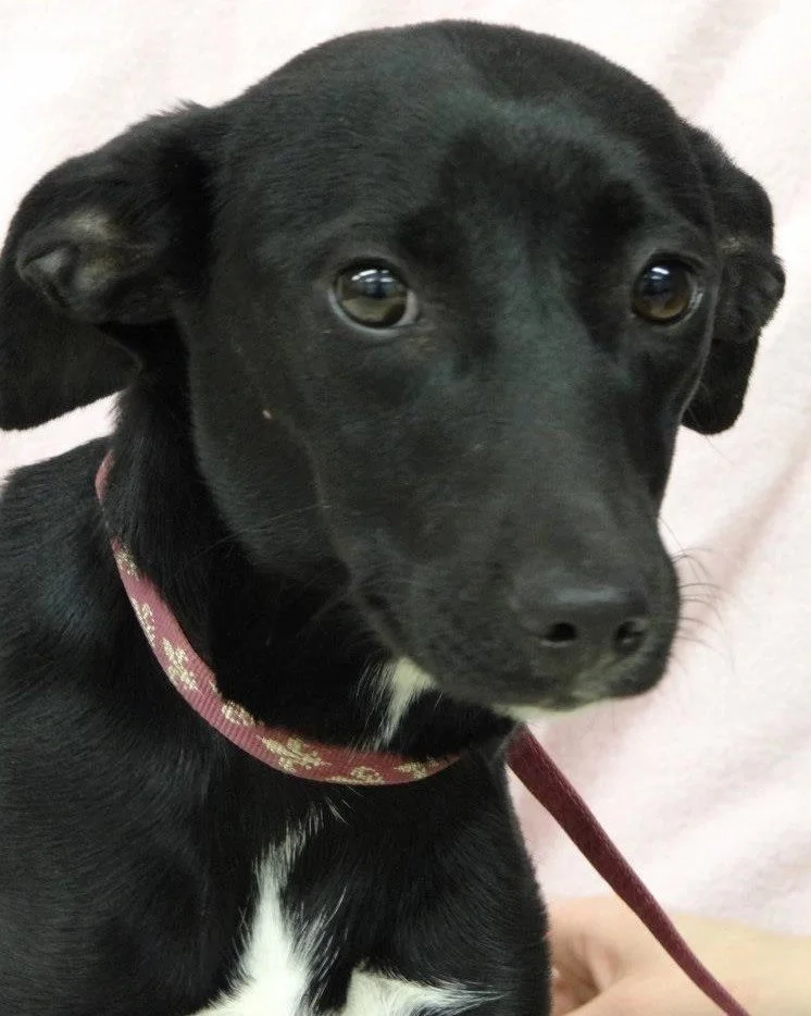 This is the shelter&rsquo;s photograph of Lurleen that made me have to make her ours. About thirteen years ago. She&rsquo;s still beautiful.