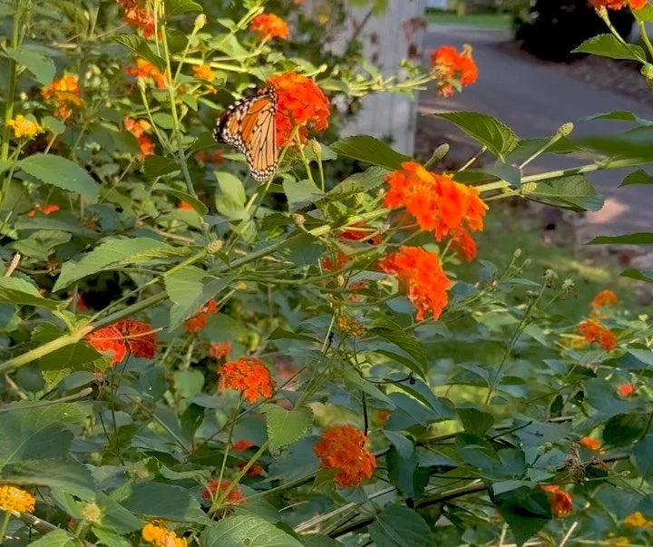 We&rsquo;ve had tons of sulfurs, painted ladies, and swallowtails at spa lantana. Today, this happy monarch couple showed up. The first I&rsquo;ve seen in ages 🧡