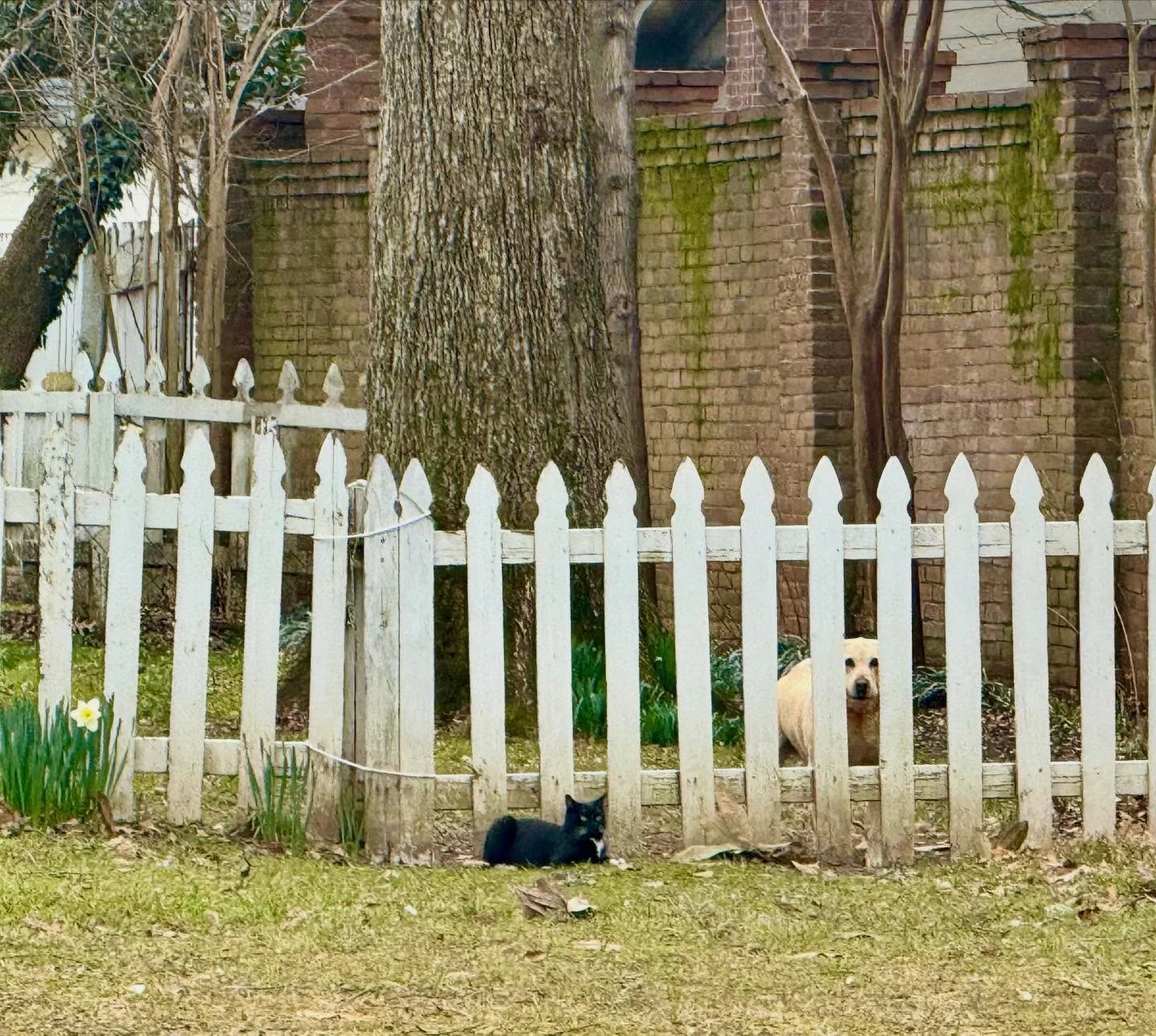 The most chill tormentor I&rsquo;ve ever seen. #poorpup