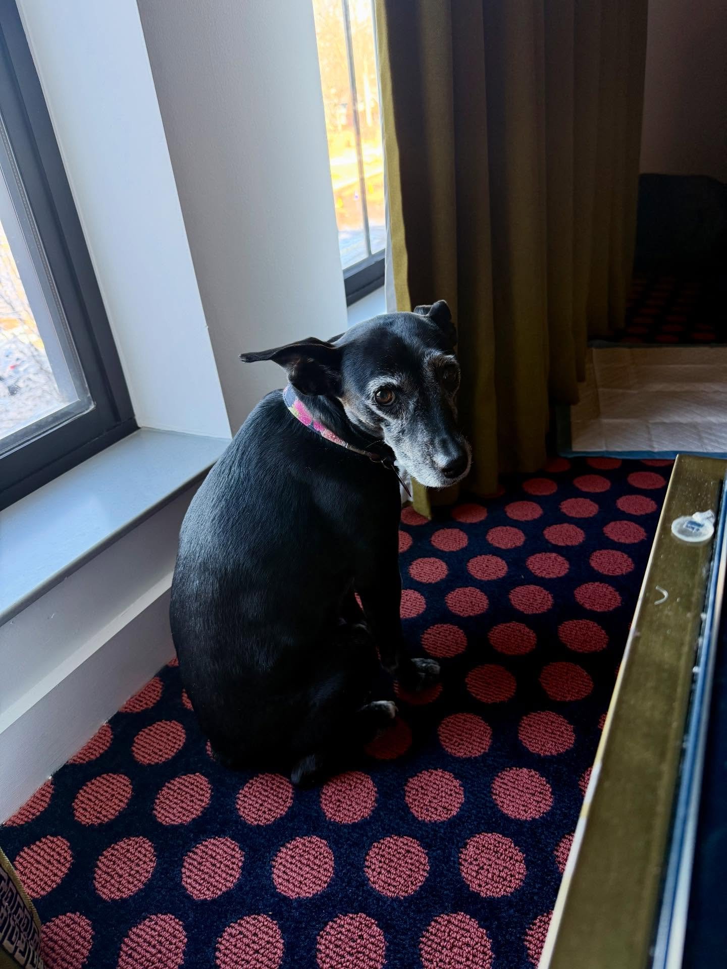 We are fortunate to have heat. 🙏🏻Lurleen is missing her home and her kitty, but she&rsquo;s getting a bit settled&mdash;No longer growling at herself in the hotel room&rsquo;s floor-length mirror.