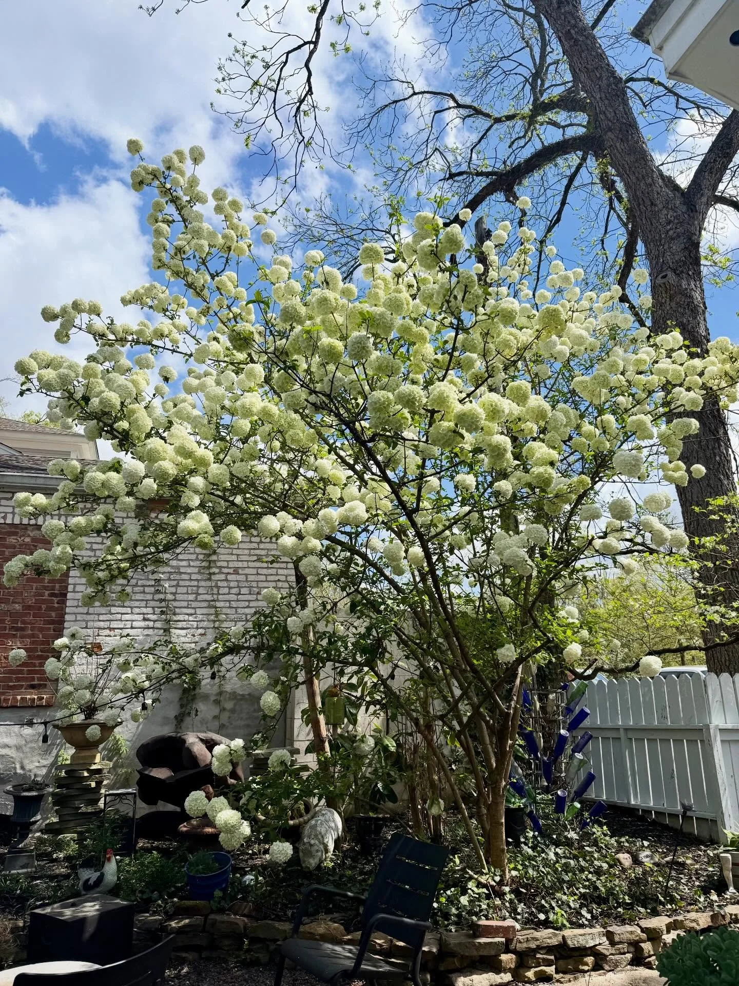 Miz snowball is feeling pretty.