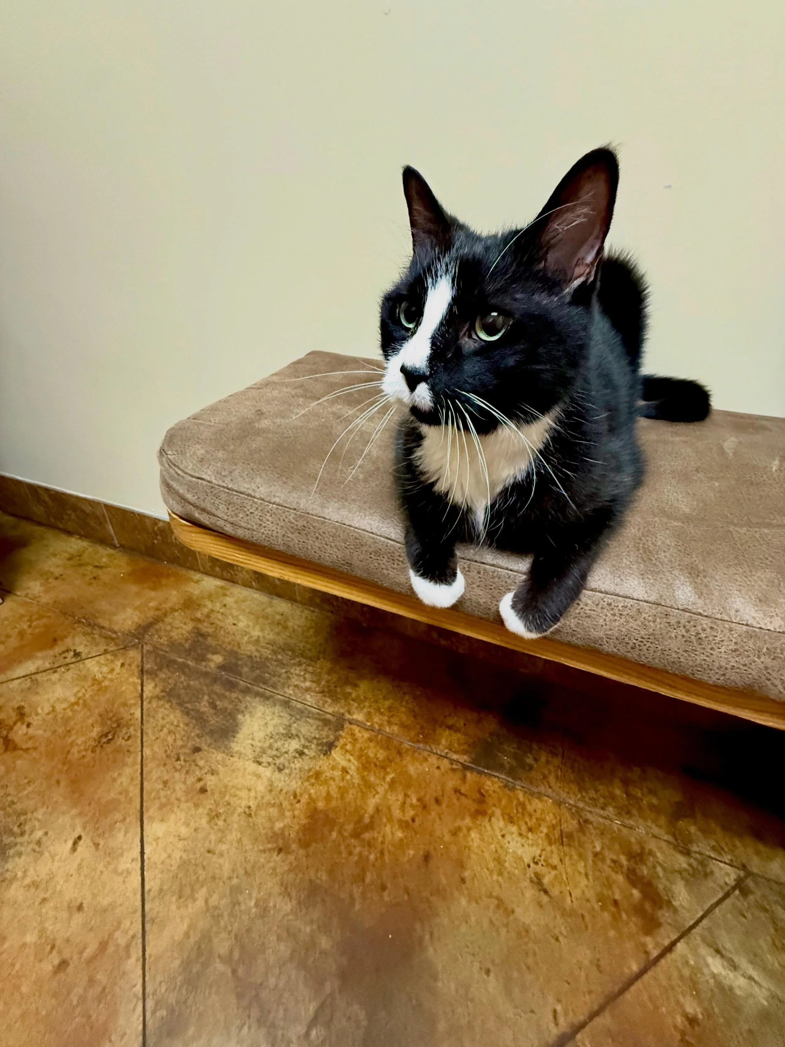 Eugene got sick while we were in Italy. When I found out, I cried so hard @johntedge offered to fly home early (I love that man). I said no because I knew @juliana.gomezz and @mitchellcg were taking great care of our Genie. Thank y&rsquo;all! We&rsqu