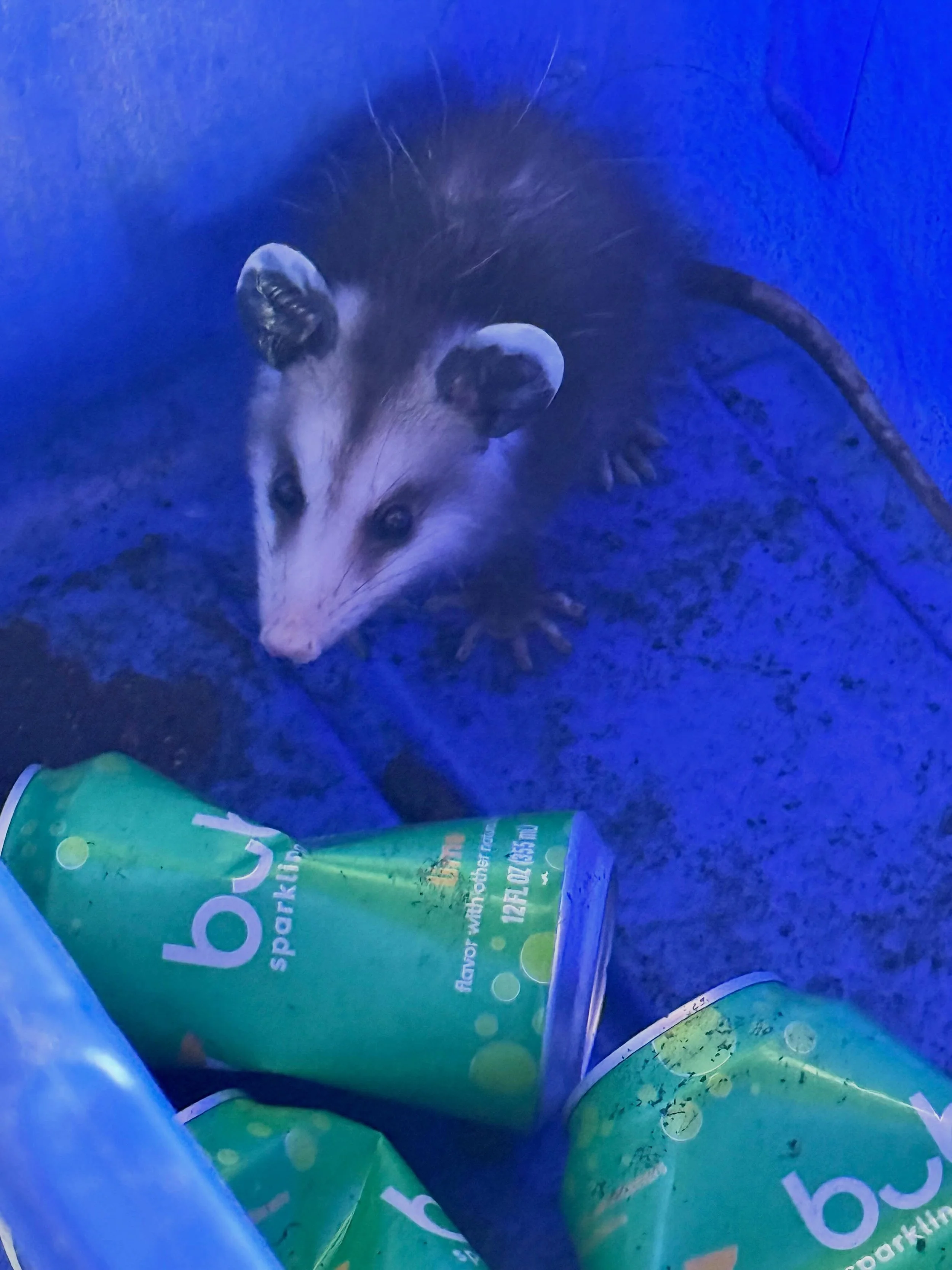 The city doesn&rsquo;t recycle possums, so we relocated Gilbert (@jess_edge named him) to under the house and instructed him to eat mosquitoes and snails.