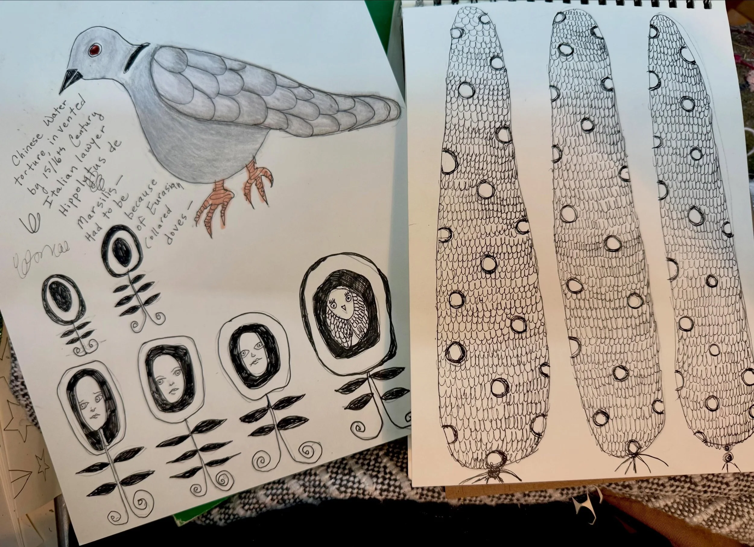 I spent the morning playing with drawings I made in Italy. I ended up adding a Eurasian collared dove. In Tuscany, we slept with open windows for two nights but had to close them on the third. I told @johntedge that the persistent dove&rsquo;s song w