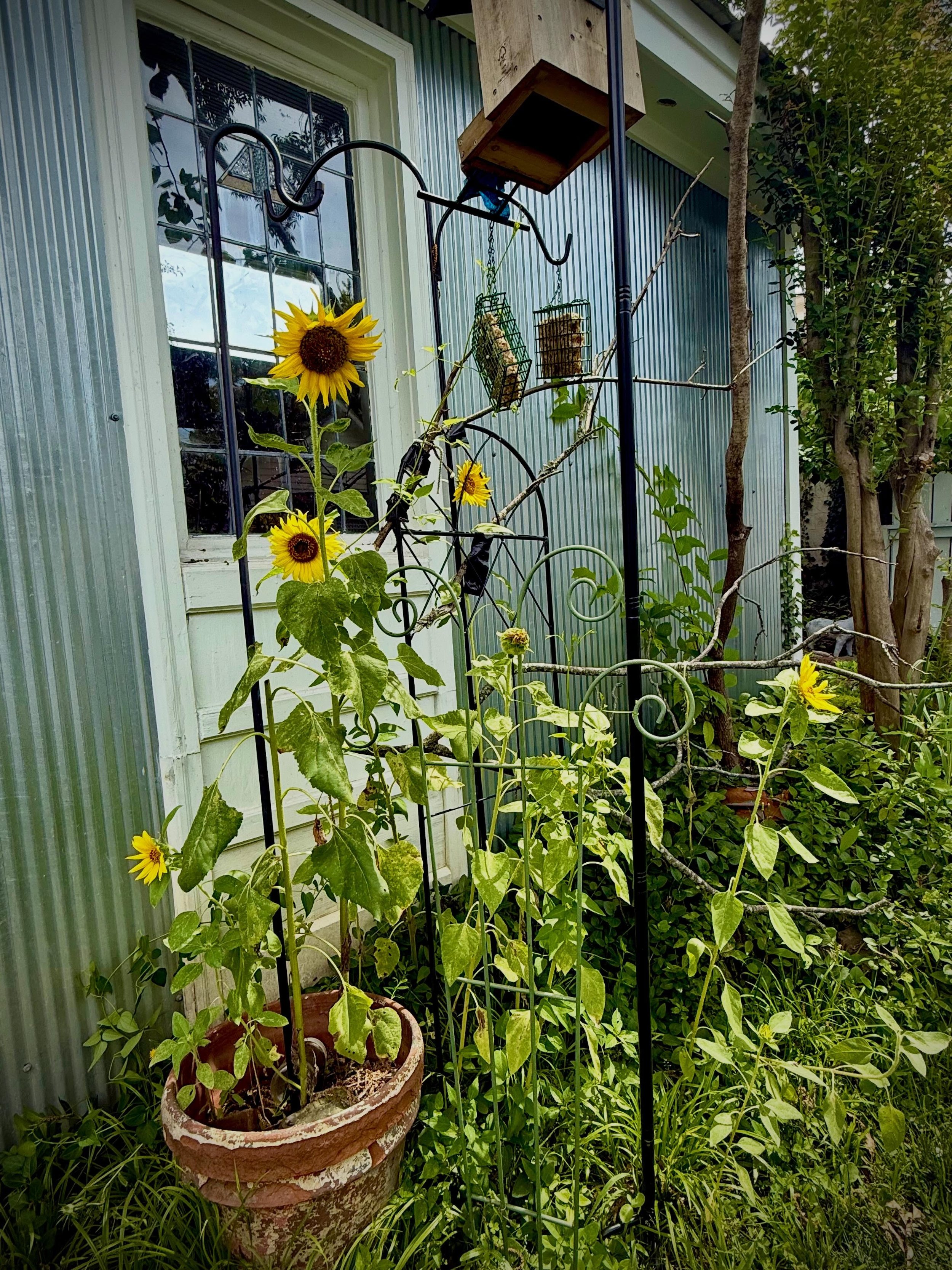 After we lost the redbud that served as a landing perch and waiting room for our bird feeders, I duct taped fallen limbs to trellises and made fake trees for our songbirds. I like to think the sunflowers are thank you notes. #sunflowerseeds #messycar