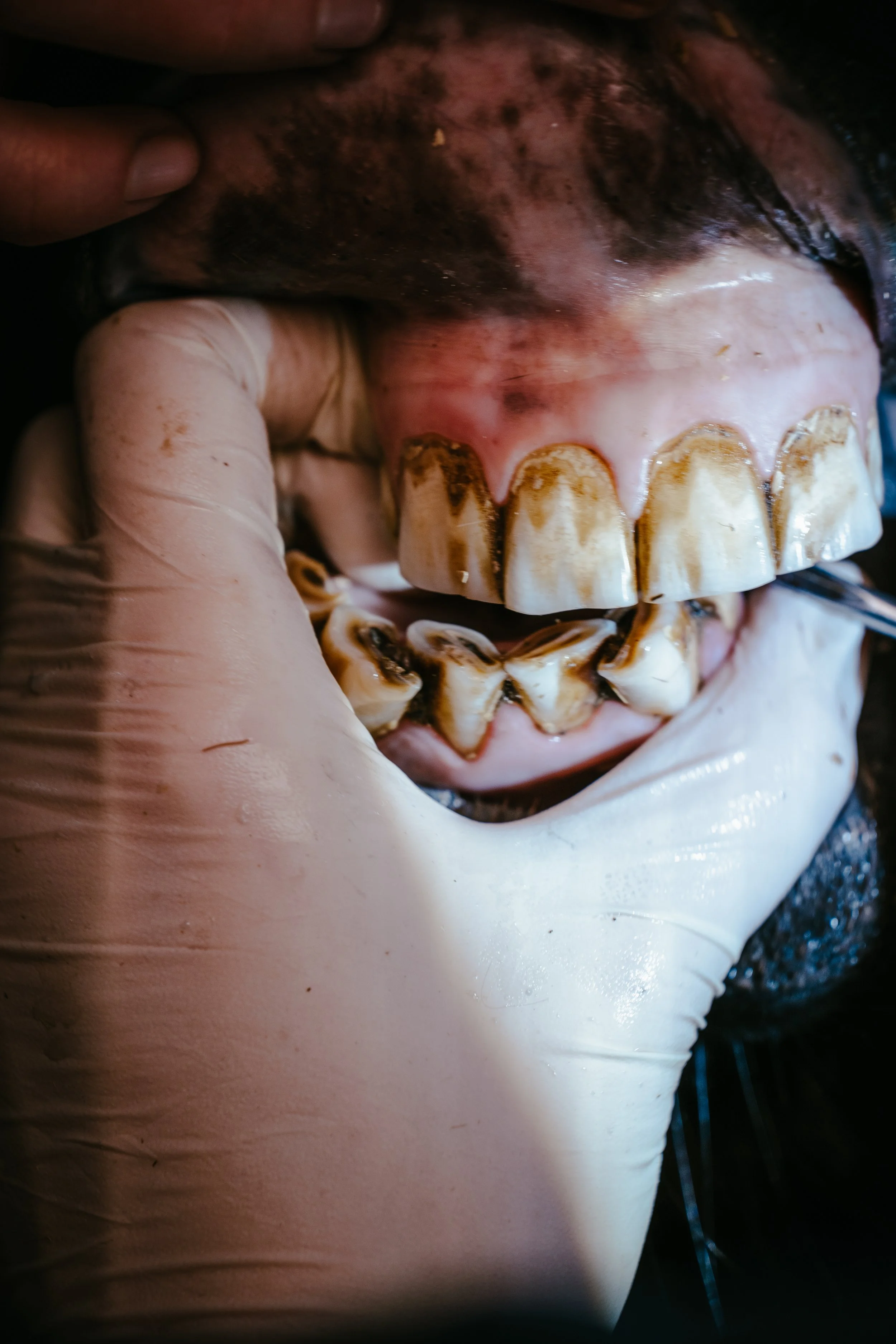 Detailaufnahme einer Pferdezahnbehandlung: Tierärztin untersucht und korrigiert die Schneidezähne eines Pferdes. Regelmäßige Zahnkontrollen und fachgerechte Zahnbehandlungen sind wichtig für die Futteraufnahme und Leistungsfähigkeit des Pferdes.