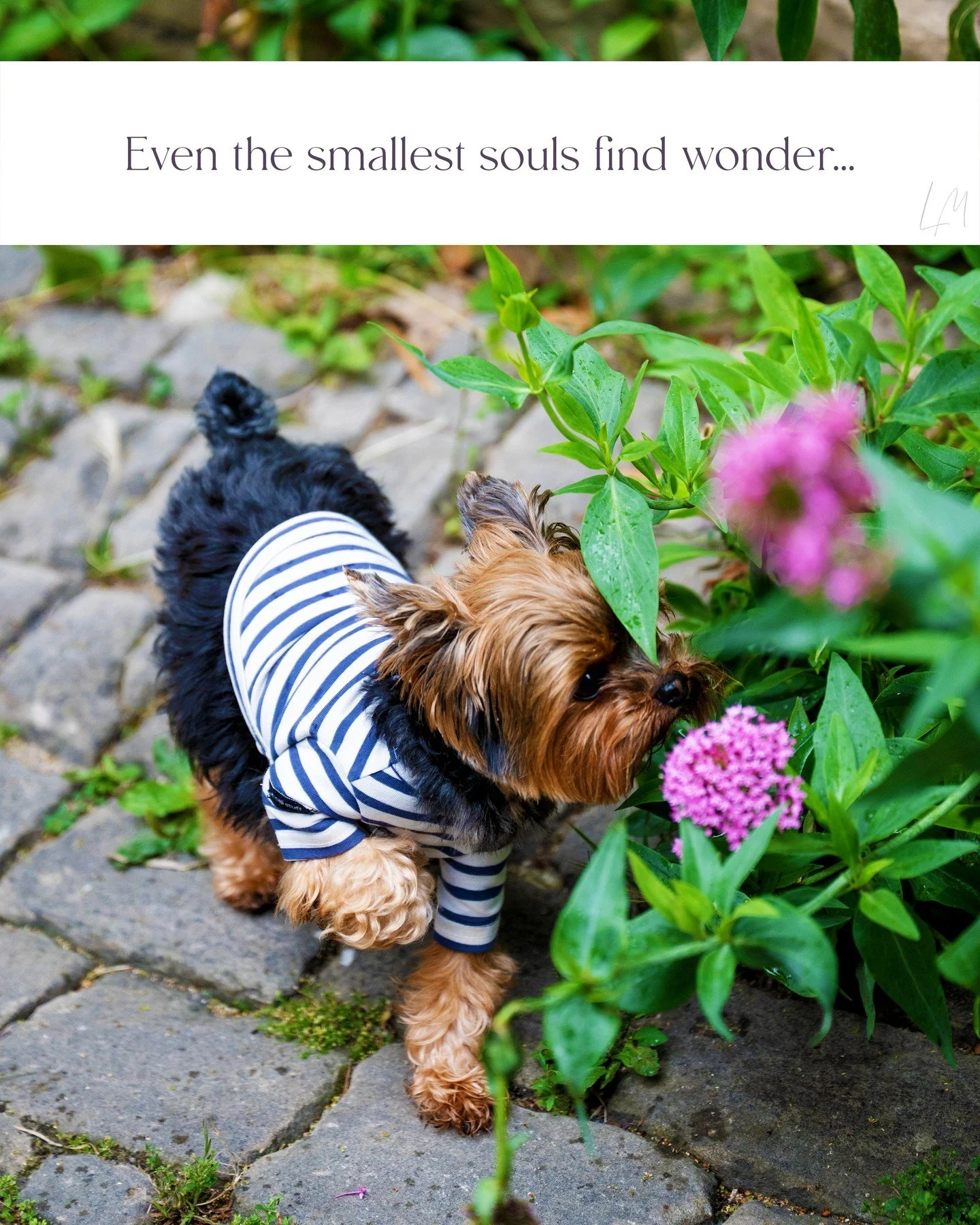 In quiet corners, soft and sweet,
Poppy and the petals meet.
She sniffs the breeze where stories play,
A little muse at break of day. 🌸🐾

At Les Manibelles, even the smallest souls find wonder.

✨ Come, there&rsquo;s magic in the details. 

#LesMan