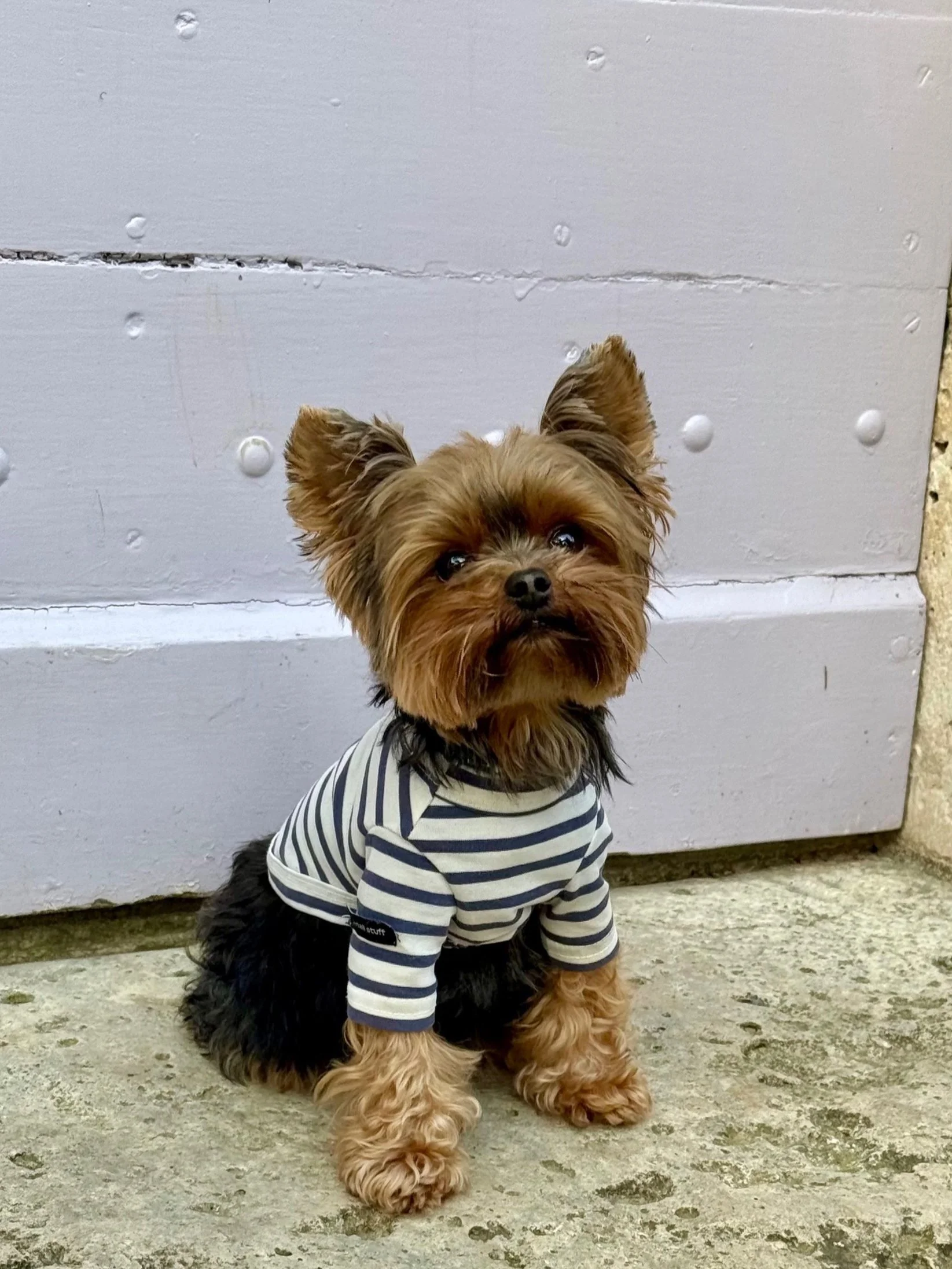Small dog wearing a striped shirt sitting on a concrete floor in front of a white wooden door.