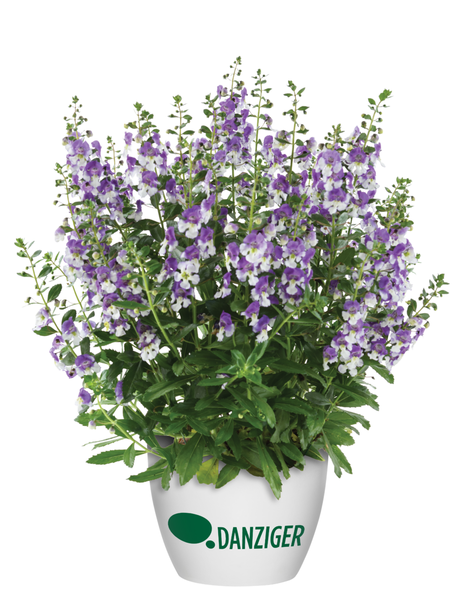 Salvia Sallyfun Blue Ice