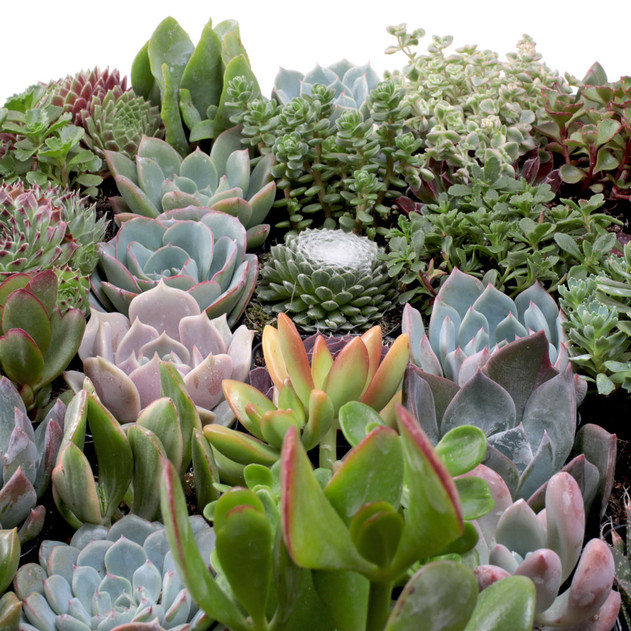 Succulents