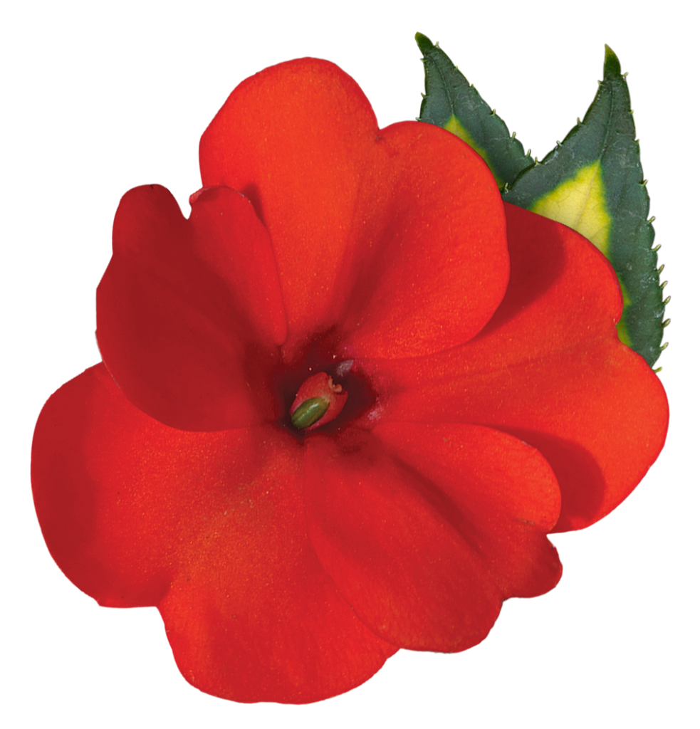 Sunpatiens Vigorous Tropical Orange Imp