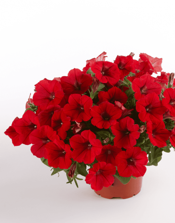 Petunia Surfinia Deep Red