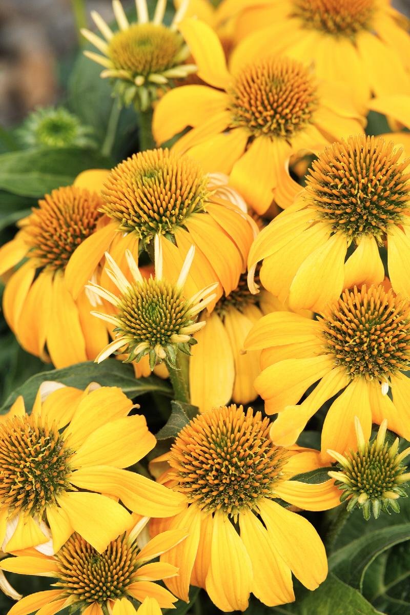 GGC echinacea.jpg