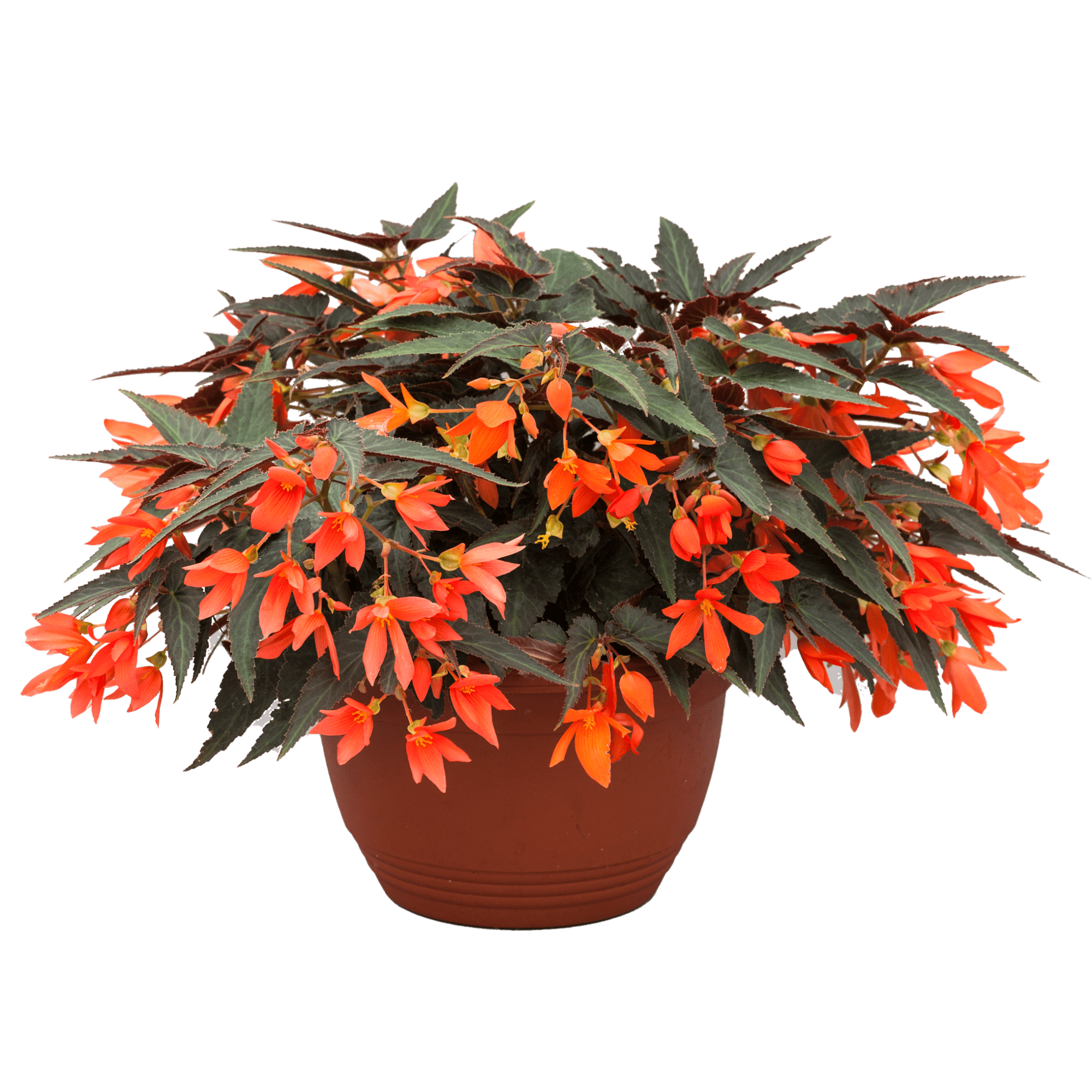 Begonia Bossa Nova Night Fever Papaya