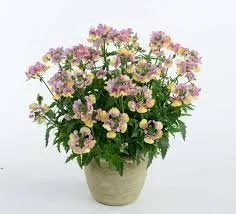 Nemesia Hyb Nesia Banana Swirl