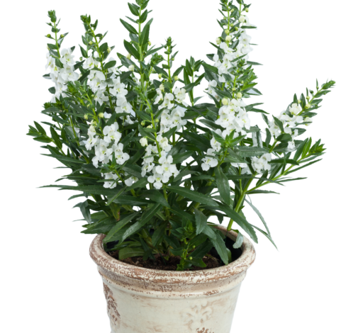 Angelonia Alonia Big Snow