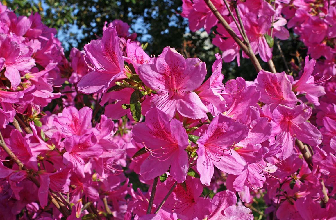 Traditional Azalea