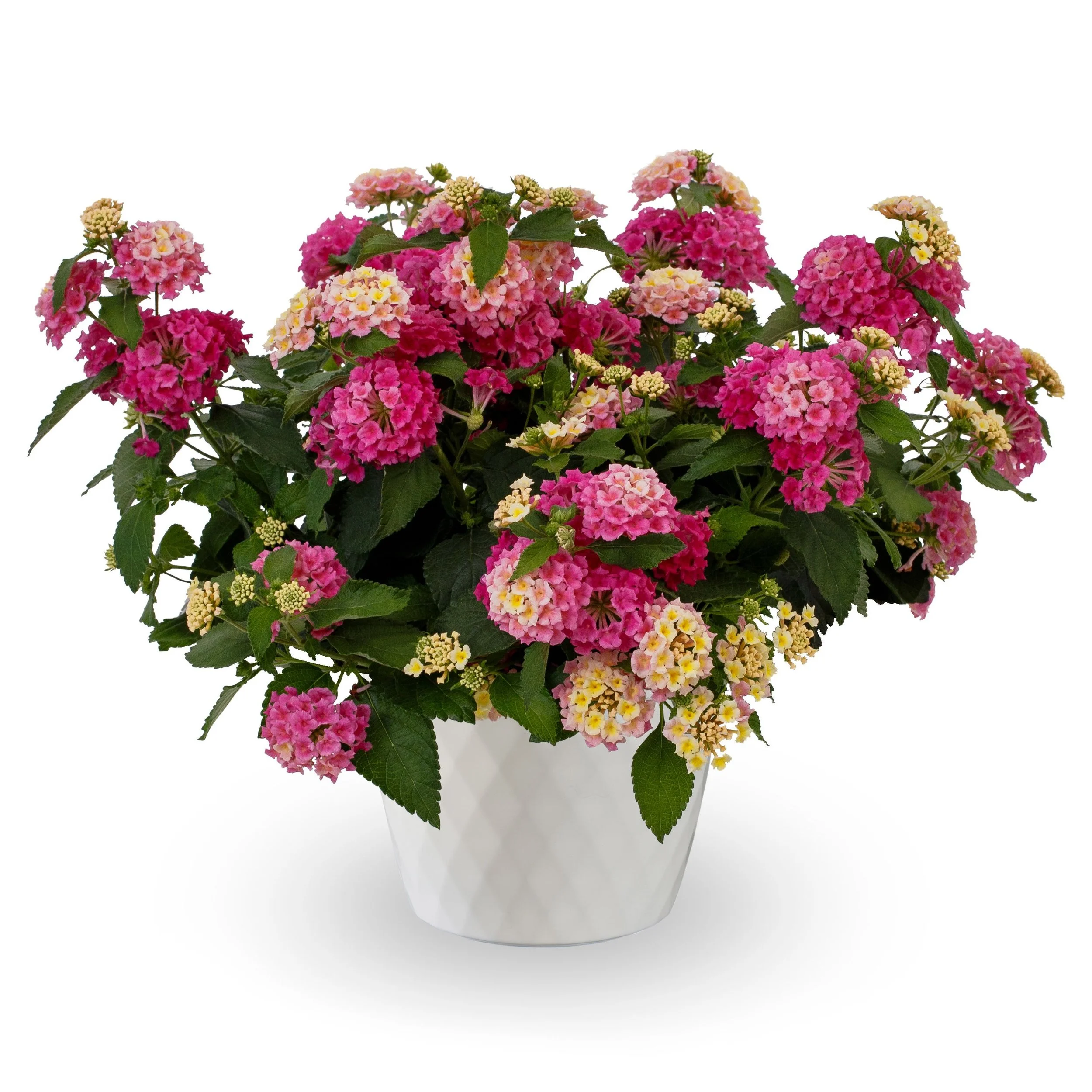 Lantana Bandolista Pink Lemonberry