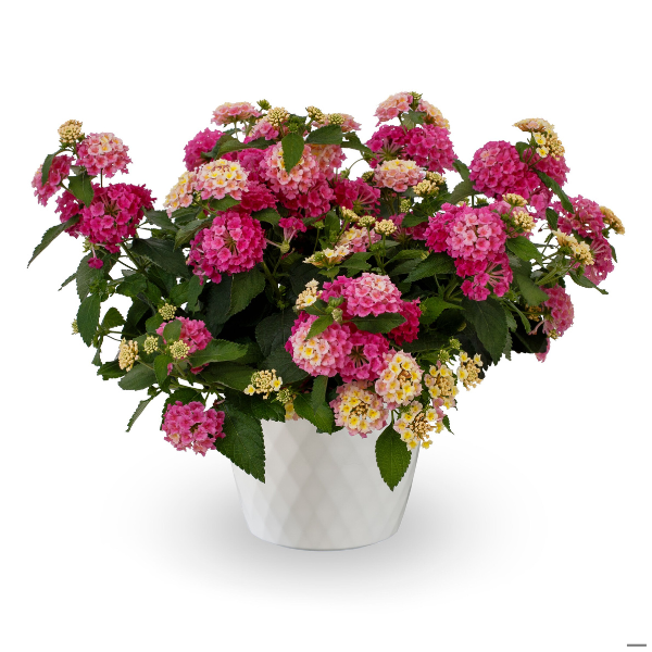 Lantana Bandolero Lychee