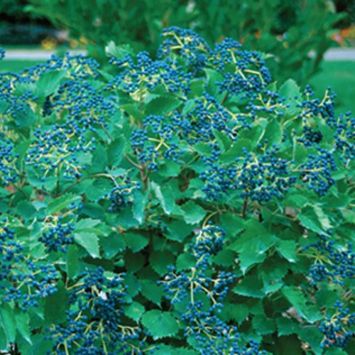 Blue Muffin on Standard