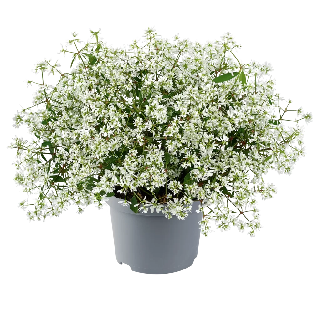 Euphorbia Euphoric White