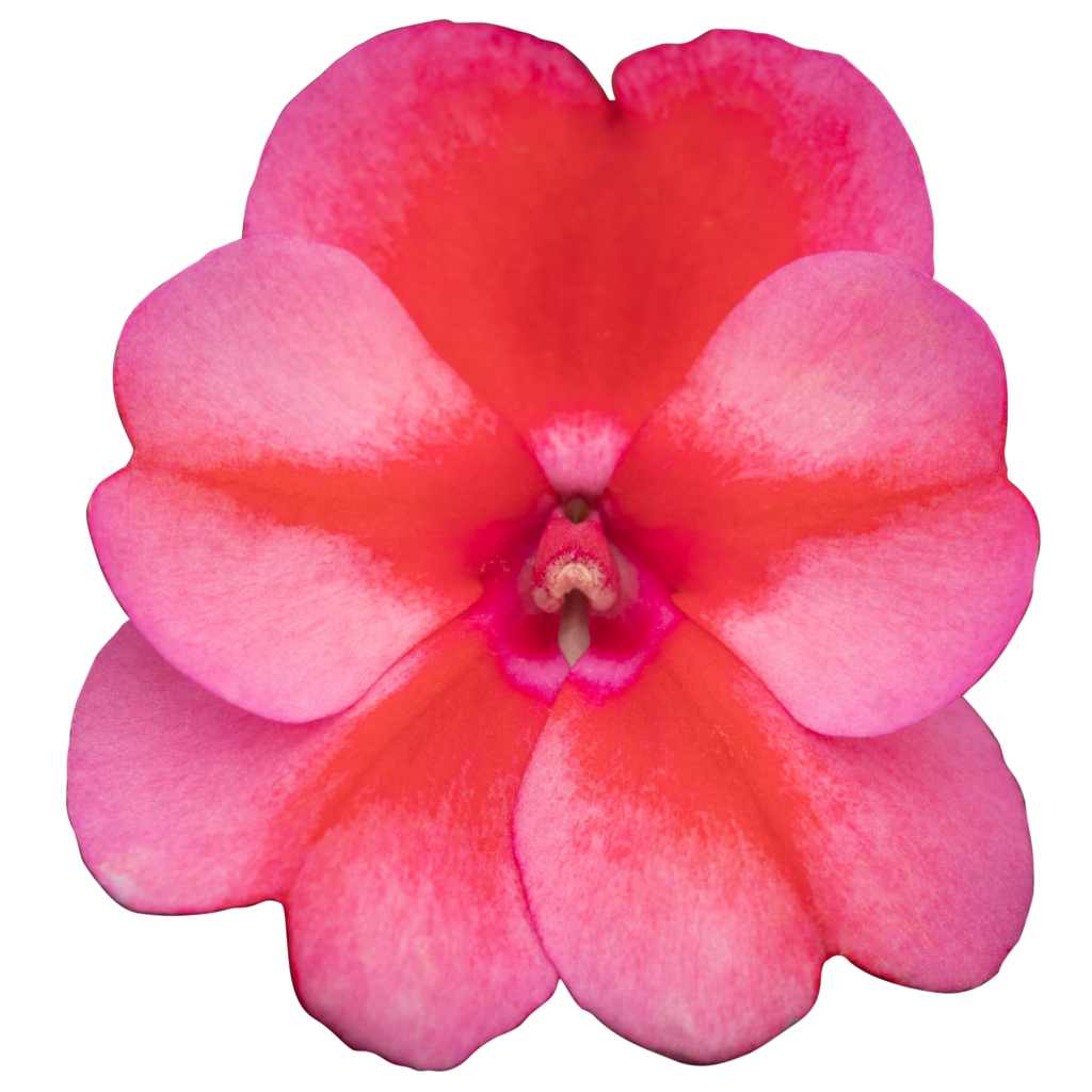 Impatiens_SunPatiens-Compact_Red-Candy_BLM-e1717089646735-1024x1024.png