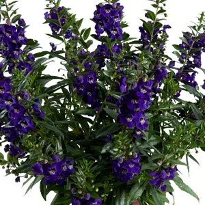 Angelonia Alonia Big Blue