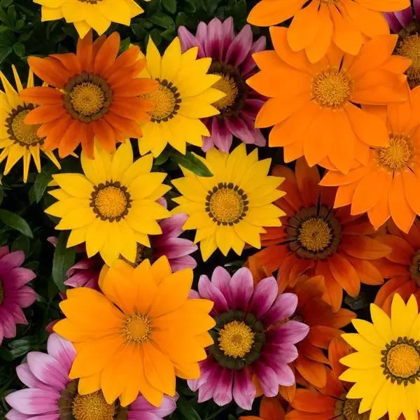 Gazania New Day Bright Mix