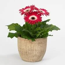 Gerbera Revolution Bicolor Mix