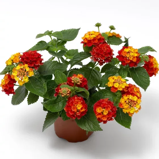 Lantana Bandana Mango