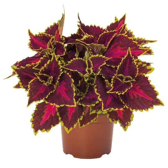 Coleus Main St Fifth Avenue