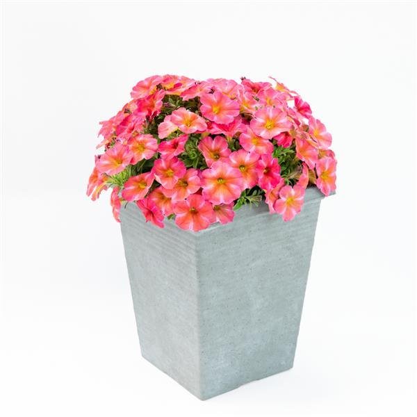 Petunia Super Cal Coral Star
