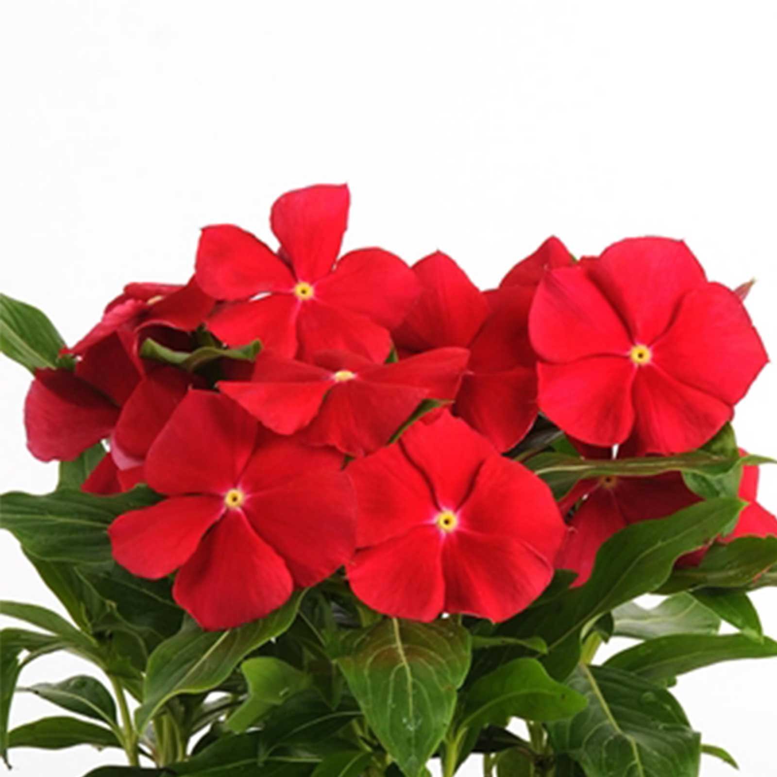 Vinca Victory Red