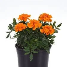 Marigold Durango Orange