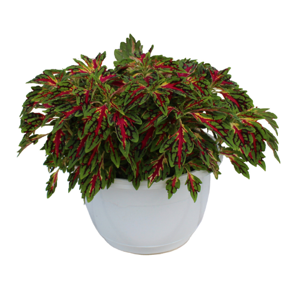 Coleus Terrascape All That Jazz