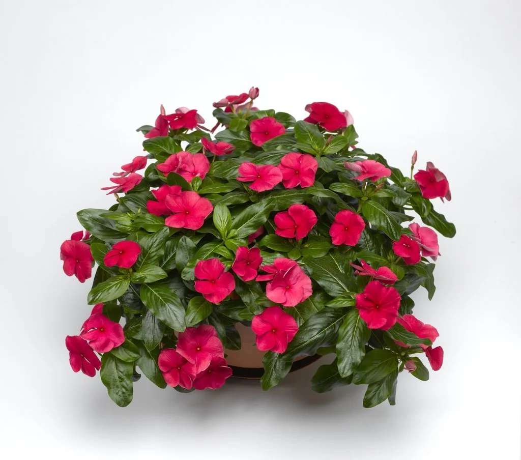 Vinca Cora Cascade Cherry