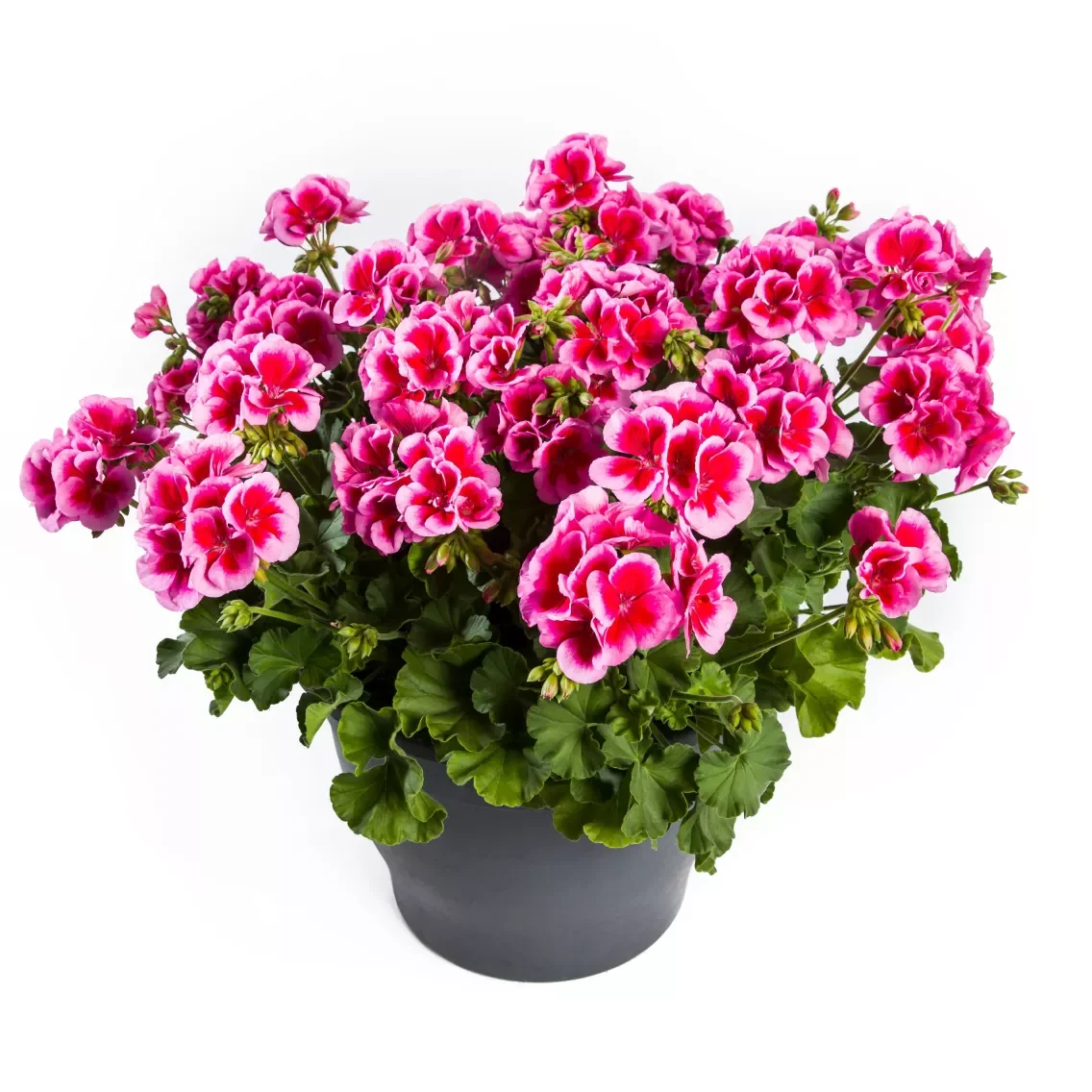 Geranium Calliope Lg Rose Mega Splash.webp