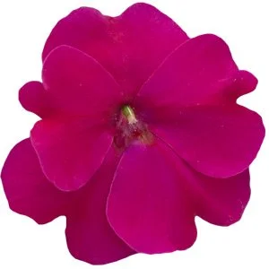 Sunpatiens Royal Magenta Imp
