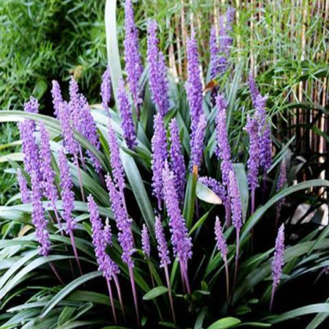 Variegated Liriope