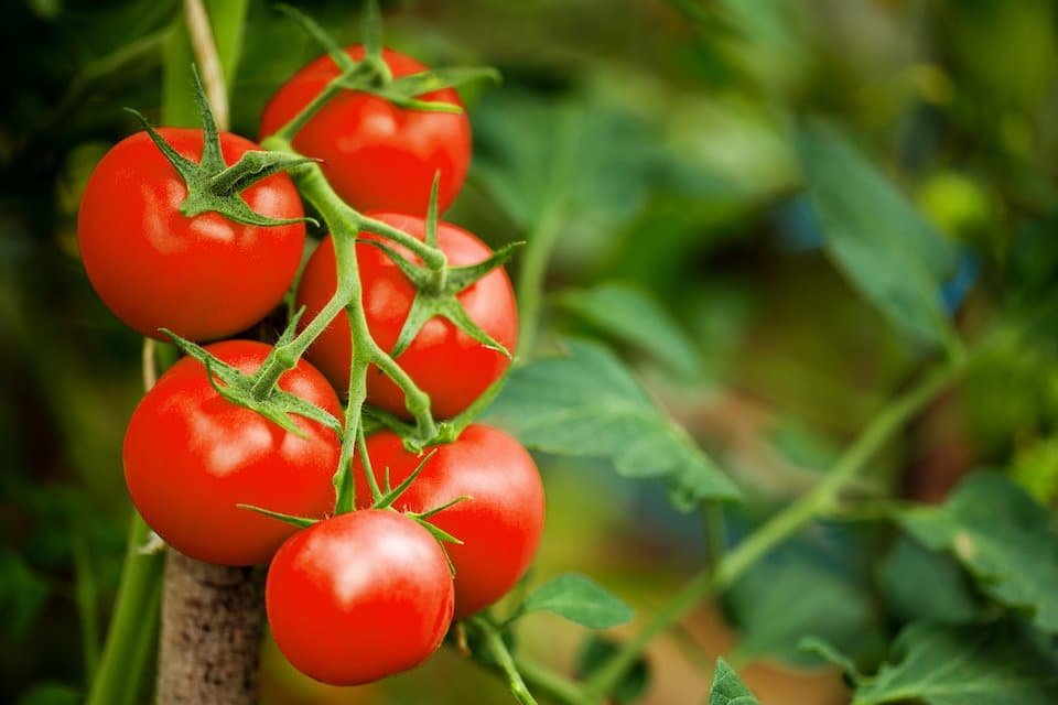 Red Cherry Large