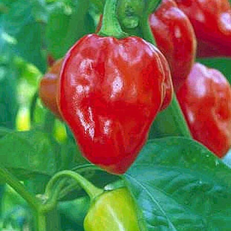 Caribbean Red