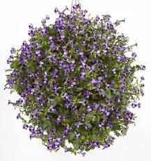 Torenia Moon Purple
