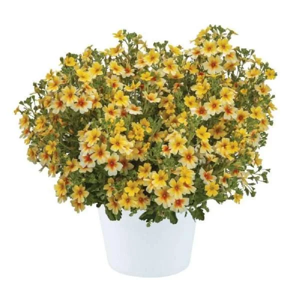 Jamesbrittenia Stardom Goldstar