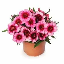Dianthus Super parfait supper raspberry